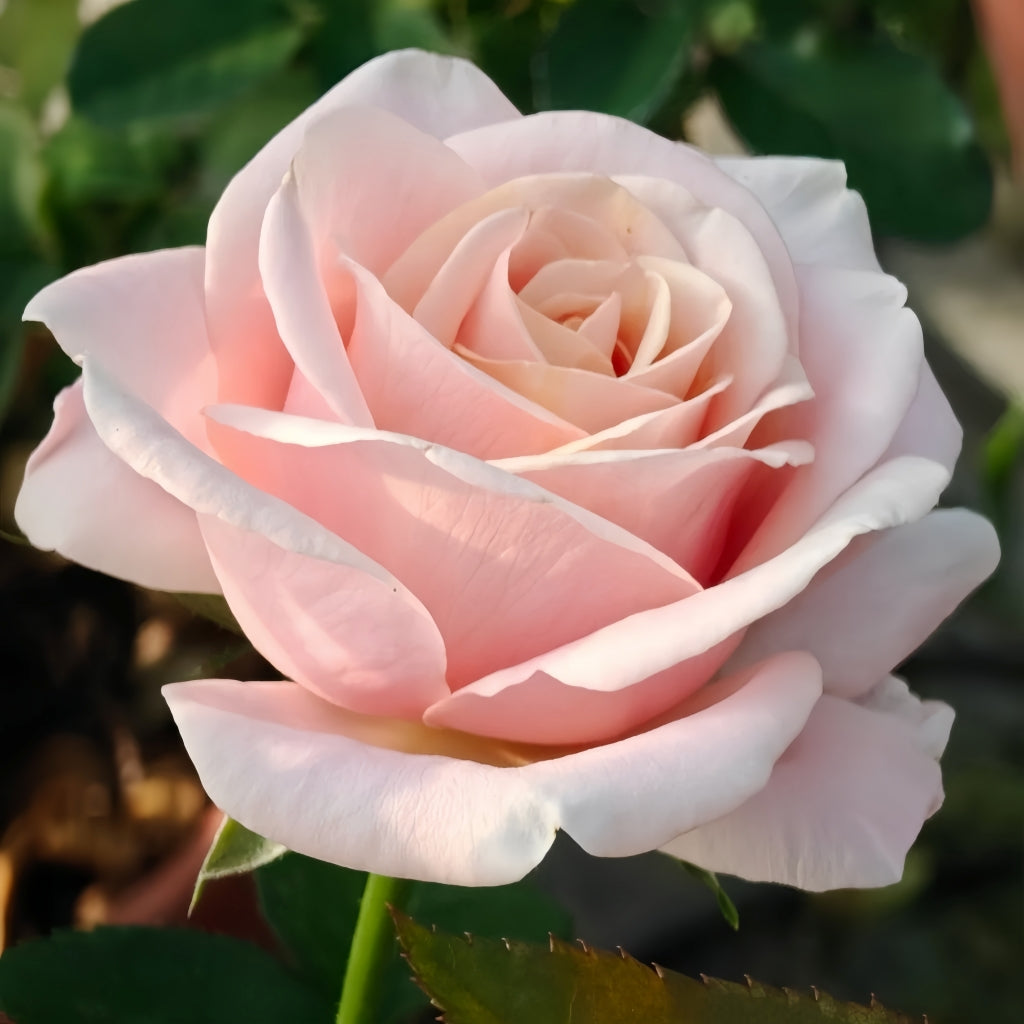 Yunjin Rose