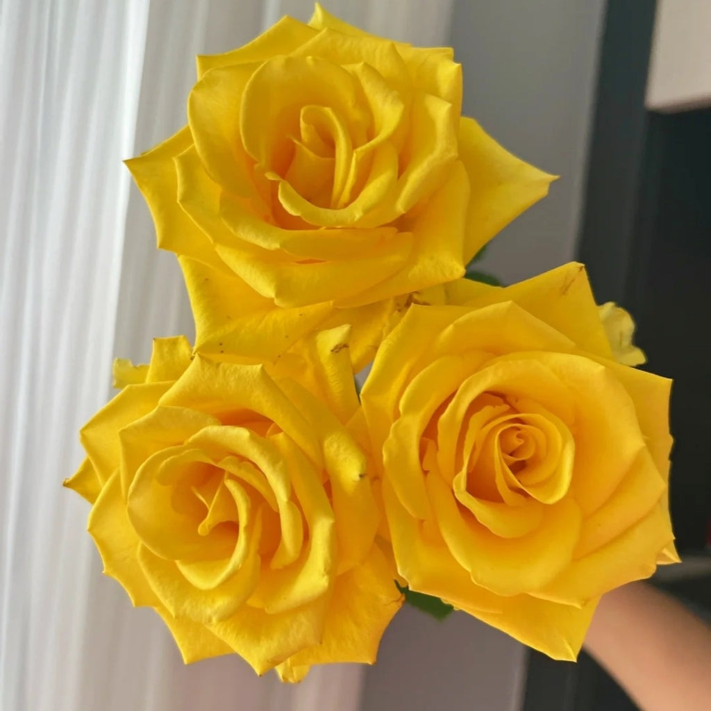 Zaoan Rose