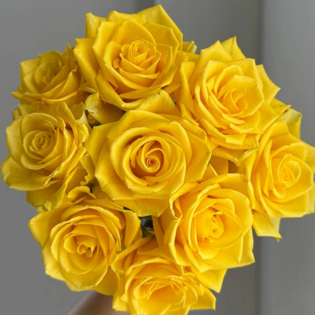 Zaoan Rose