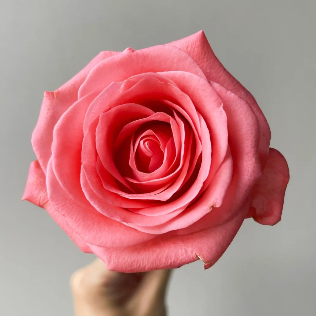 Zhihua Rose