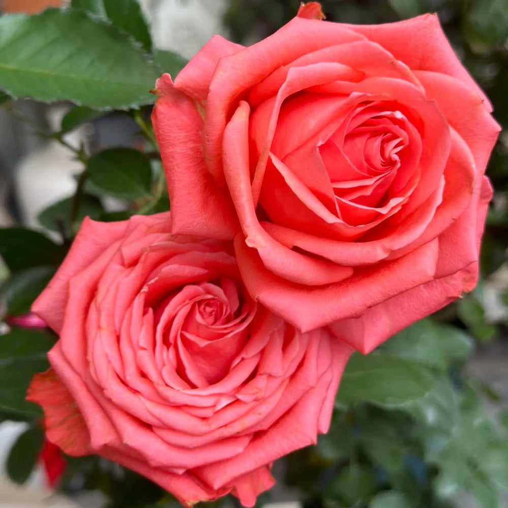 Zhihua Rose