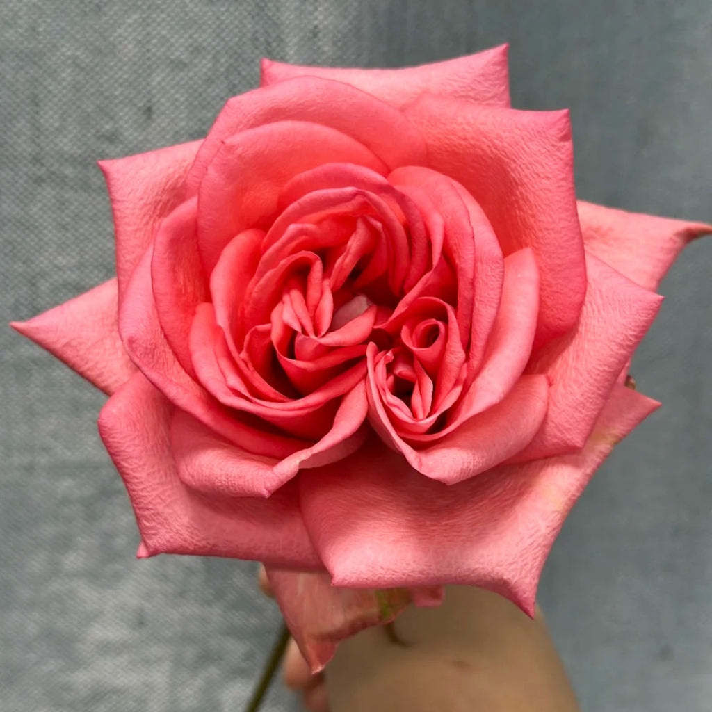Zhihua Rose