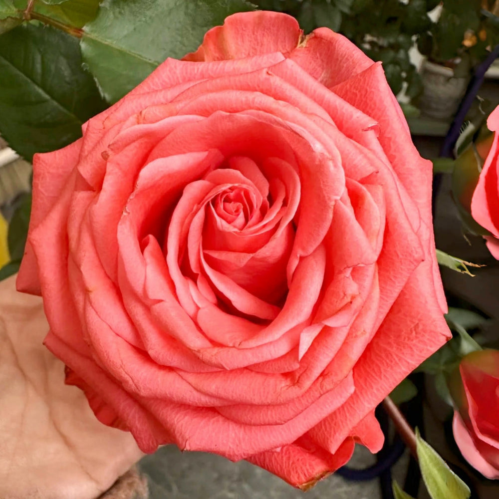 Zhihua Rose