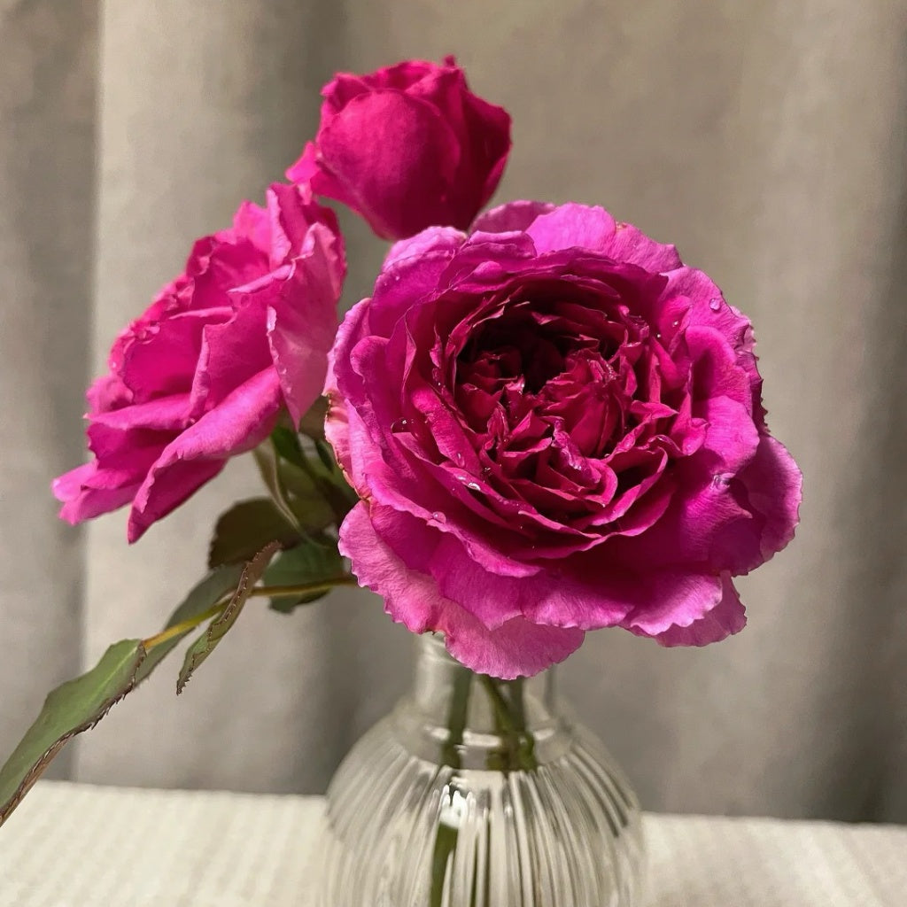 ZiRong Rose