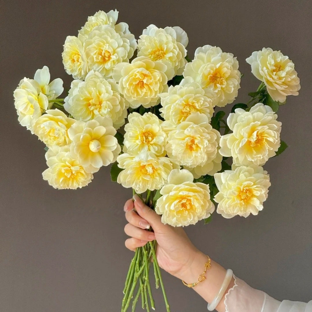 lmogen Rose