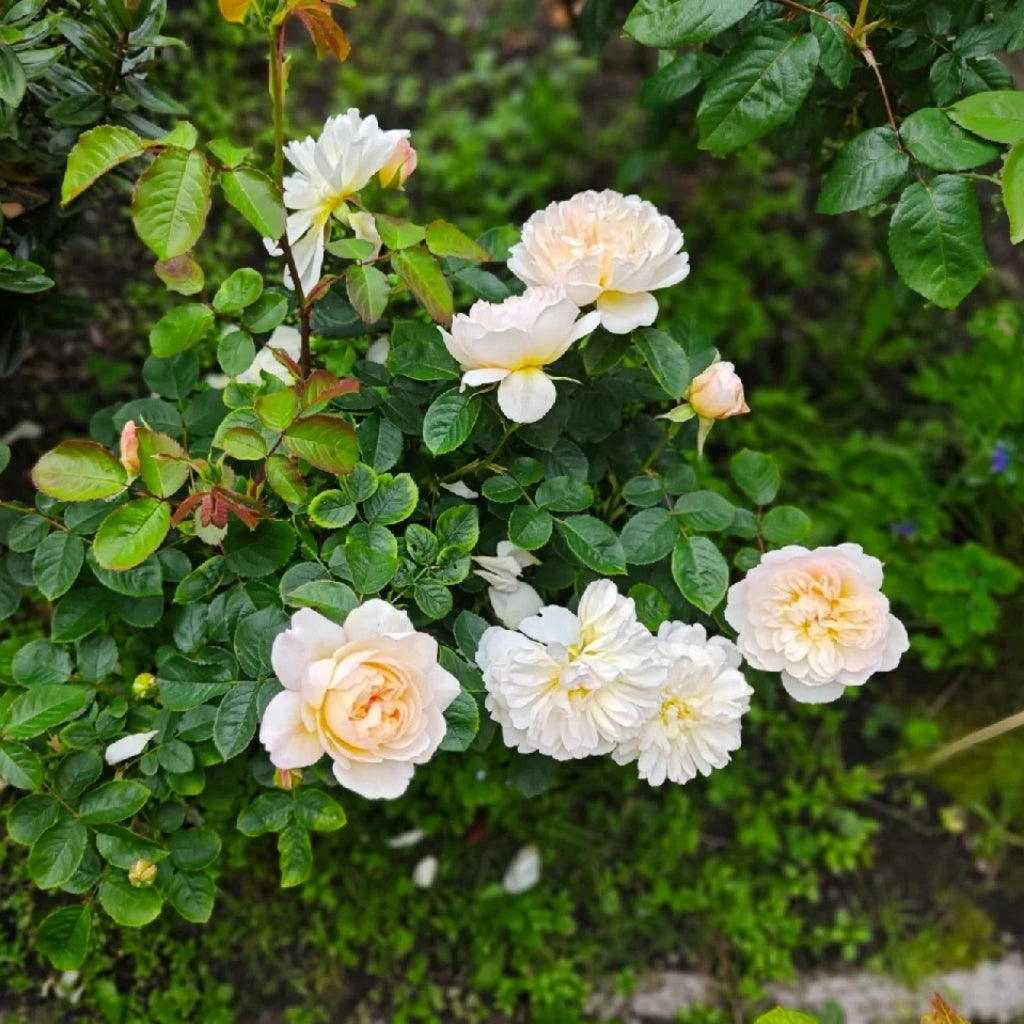 lmogen Rose