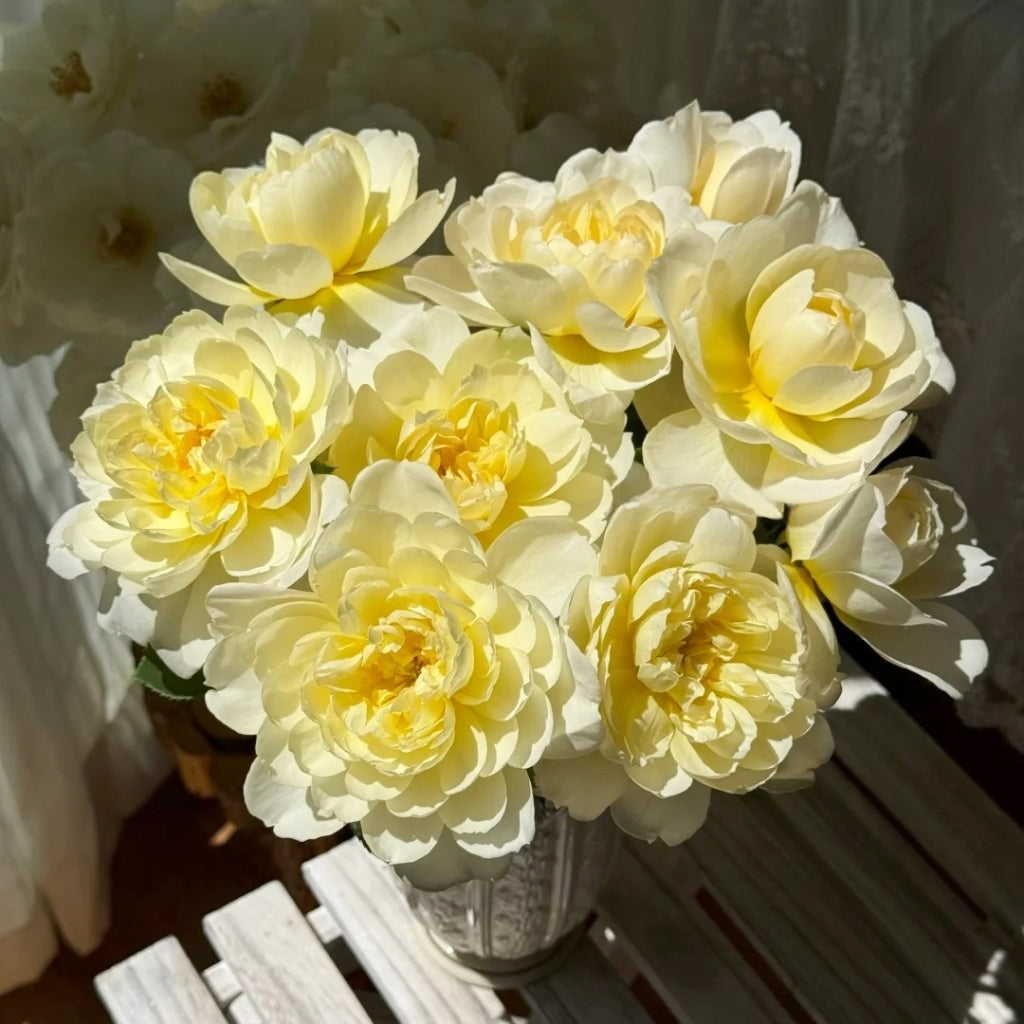 lmogen Rose
