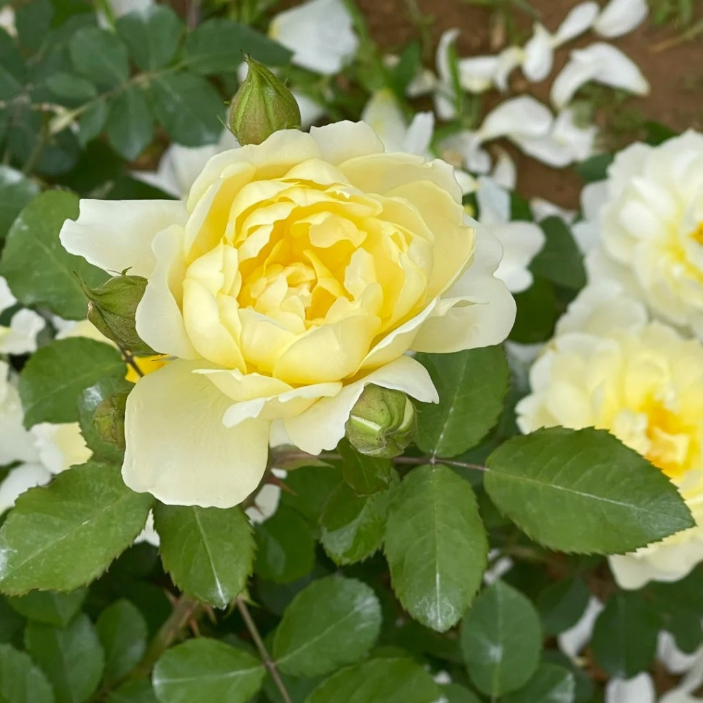 lmogen Rose