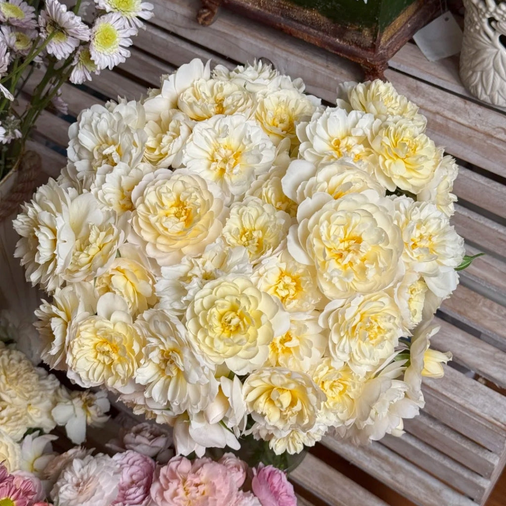 lmogen Rose