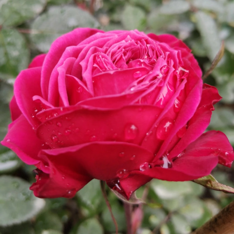 Jewena Roses Just More Rose – Muse Roses