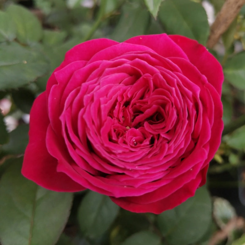 Just More Rose