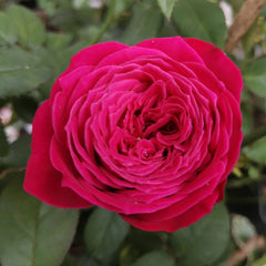 Just More Rose